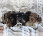 Small #1 Breeder Profile image