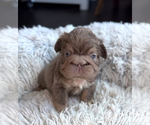 Small Photo #8  Breeder Profile in PALM CITY, FL, USA