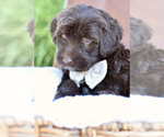 Small #5 Breeder Profile image