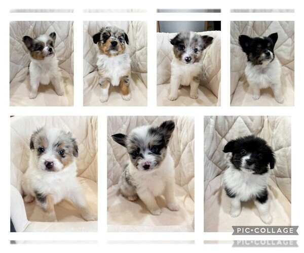 Medium Photo #8  Breeder Profile in OTHO, IA, USA