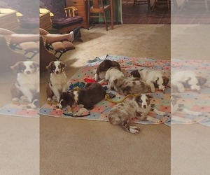 Medium Breeder Profile Photo
