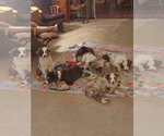 Small breeder photo