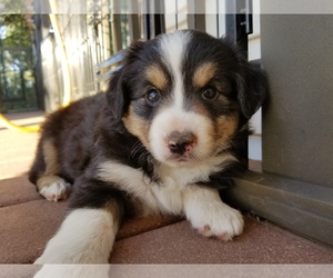 Main photo of Miniature Australian Shepherd Dog Breeder near DURANGO, CO, USA