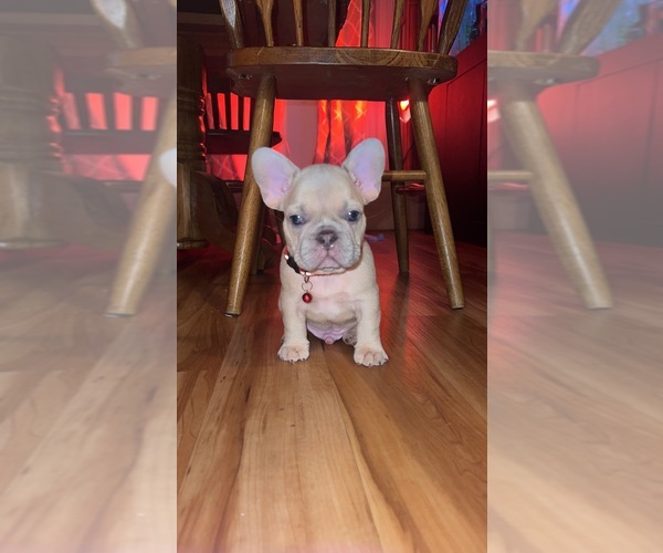 Medium Photo #1  Breeder Profile in BAKERSFIELD, CA, USA