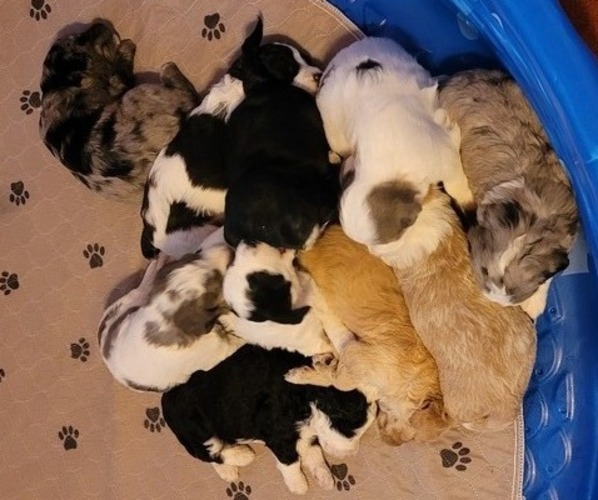 Medium Photo #11  Breeder Profile in PASCO, WA, USA
