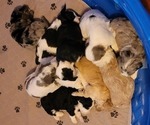 Small #10 Breeder Profile image