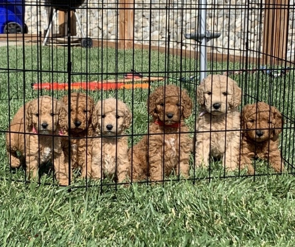 Medium Photo #1  Breeder Profile in YUCAIPA, CA, USA