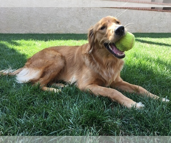 Medium Photo #31  Breeder Profile in BLUE SPRINGS, MO, USA