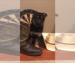 Small breeder photo