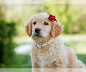 Golden Retriever Dog Breeder near LIBERTY, KY, USA
