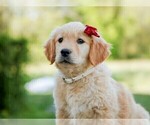 Small breeder photo