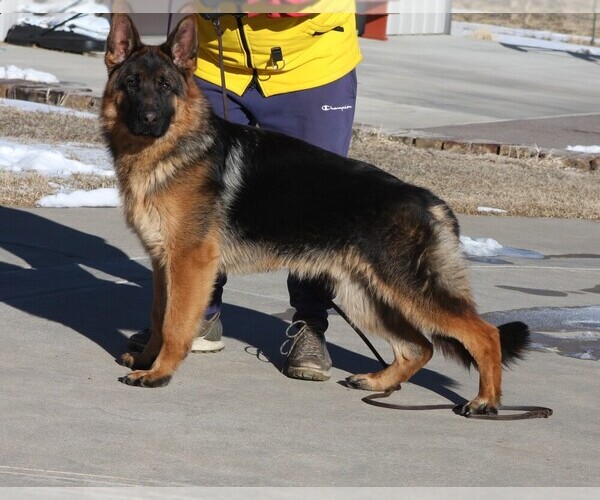 Medium Photo #4  Breeder Profile in AURORA, CO, USA