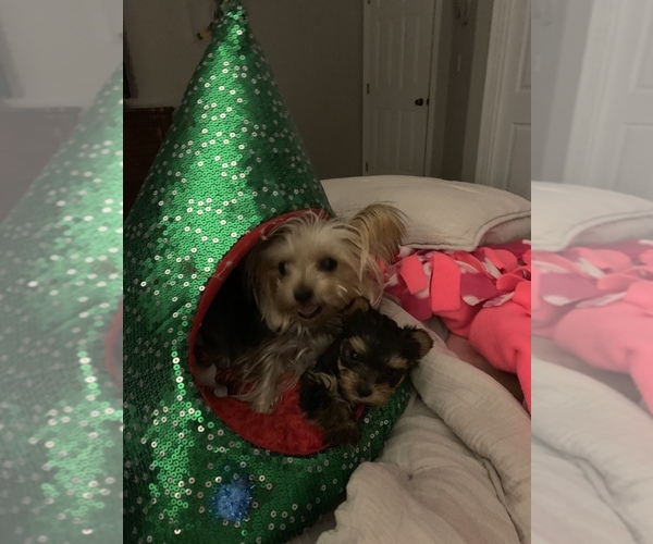 Medium Photo #1  Breeder Profile in JOHNS CREEK, GA, USA