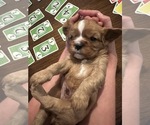 Small Photo #13  Breeder Profile in WAXAHACHIE, TX, USA
