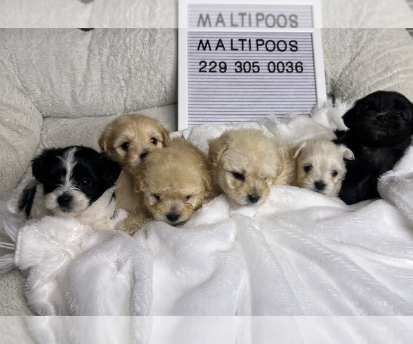 Medium Photo #1  Breeder Profile in VALDOSTA, GA, USA