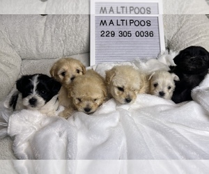 Maltipoo (Miniature) Dog Breeder near VALDOSTA, GA, USA