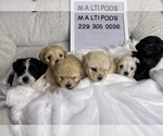 Small breeder photo