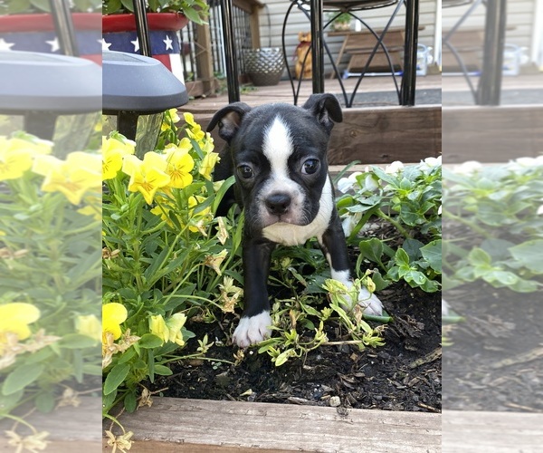 Medium Photo #5  Breeder Profile in FREDONIA, KS, USA