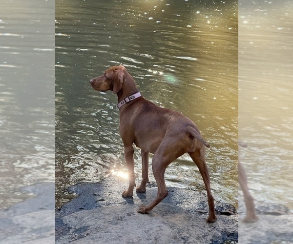 Medium Photo #6  Breeder Profile in ROYSTON, GA, USA