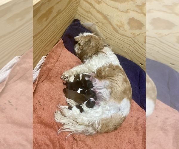 Medium Photo #2  Breeder Profile in KETTLE FALLS, WA, USA