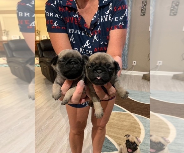 Medium Photo #1  Breeder Profile in THEODORE, AL, USA