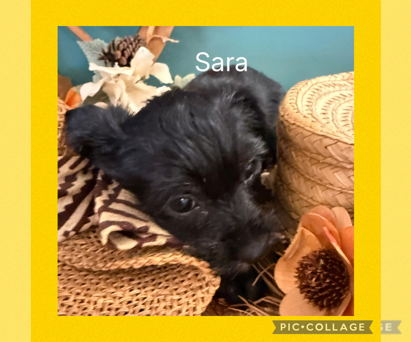 Medium Photo #5  Breeder Profile in BENNINGTON, IN, USA