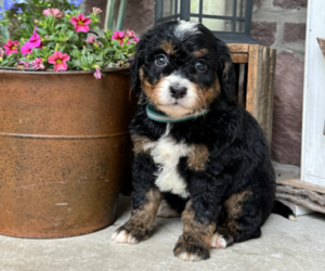 Bernedoodle (Miniature) Dog Breeder near DENVER, PA, USA