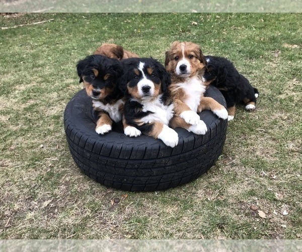 Medium Photo #1  Breeder Profile in IOLA, WI, USA