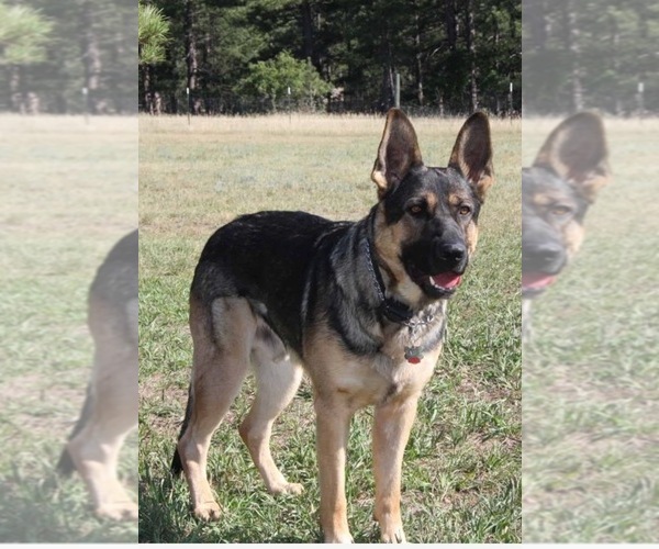 Medium Photo #1  Breeder Profile in FAYETTE, MO, USA