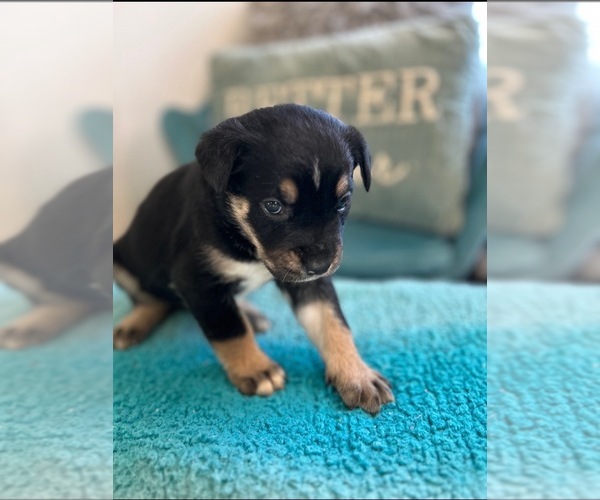 Medium Photo #4  Breeder Profile in SPARTANBURG, SC, USA