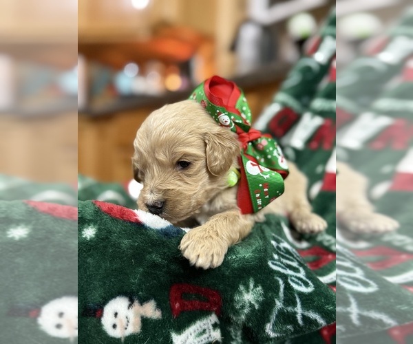 Medium Photo #6  Breeder Profile in HAZEL GREEN, KY, USA