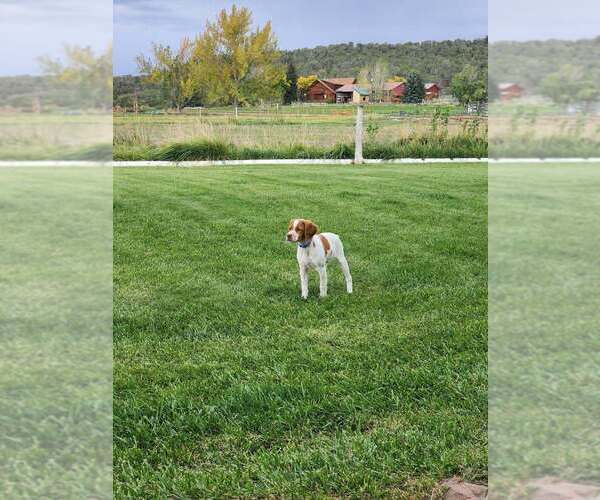 Medium Photo #16  Breeder Profile in MONTROSE, CO, USA
