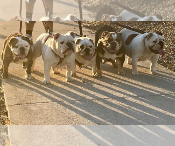Medium Photo #1  Breeder Profile in SACRAMENTO, CA, USA