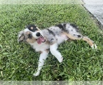 Small Photo #6  Breeder Profile in FORT MYERS, FL, USA
