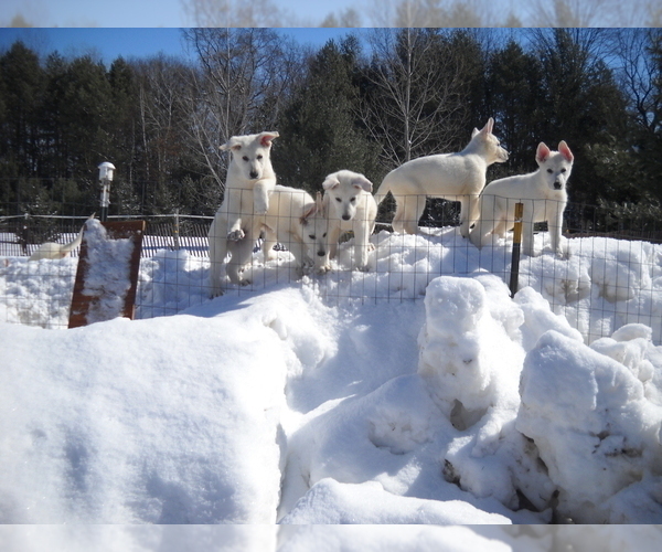 Medium Photo #1  Breeder Profile in SHAWANO, WI, USA