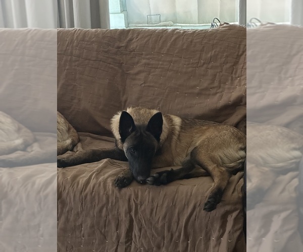 Medium Photo #15  Breeder Profile in WILLIAMS, CA, USA