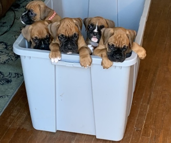 Medium Photo #16  Breeder Profile in LIMA, OH, USA