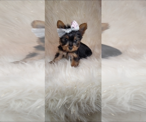 Medium Photo #1  Breeder Profile in INDIANAPOLIS, IN, USA