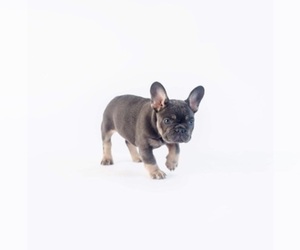 French Bulldog Dog Breeder near HICKORY CREEK, TX, USA