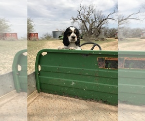 Main photo of English Springer Spaniel Dog Breeder near EARLY, TX, USA