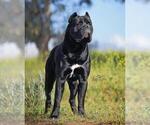 Small #1 Breeder Profile image
