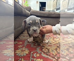American Bully-Pit Dog Breeder near WINDSOR, CT, USA