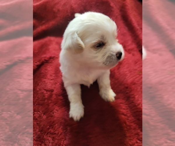 Medium Photo #64  Breeder Profile in AKRON, OH, USA