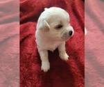 Small #63 Breeder Profile image