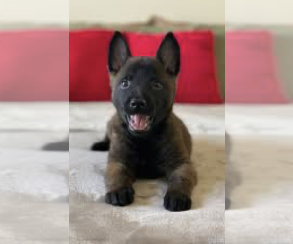 Medium Photo #1  Breeder Profile in PALATKA, FL, USA