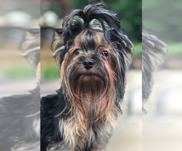 Medium Photo #6  Breeder Profile in CHESAPEAKE, VA, USA