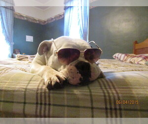 Frenchie Pug Dog Breeder in WATERLOO,  USA