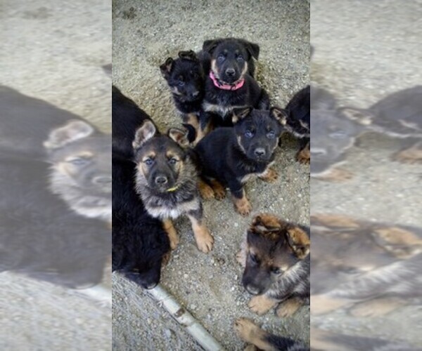 Medium Photo #1  Breeder Profile in MURPHY, OR, USA