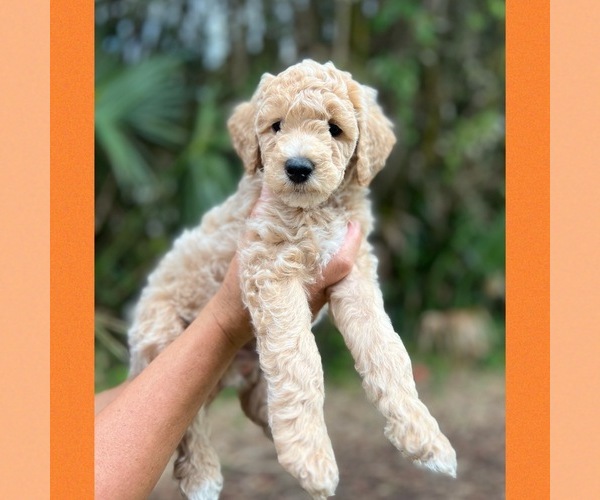 View Breeder Profile Goldendoodle Dog Breeder near Florida