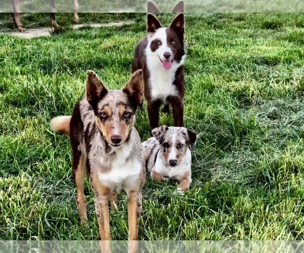 Medium Photo #14  Breeder Profile in CAMAS, WA, USA